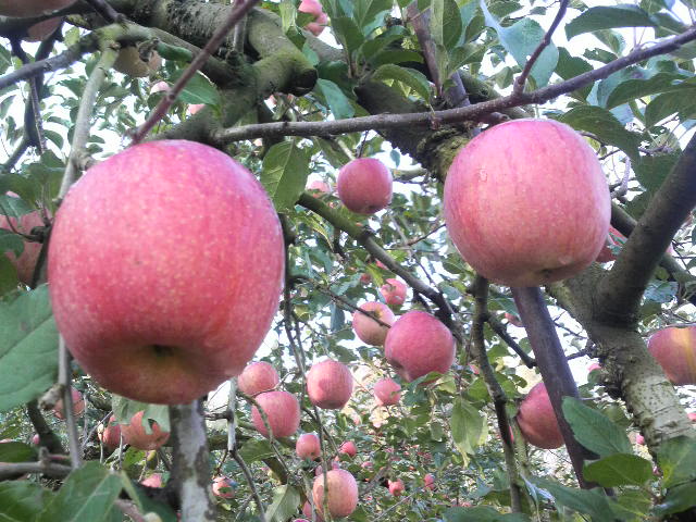 りんご「サンふじ」