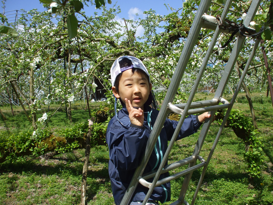 りんごの摘花作業 りんごの摘花作業
