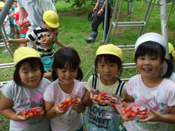 さくらんぼ狩り さくらんぼ狩り